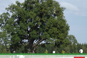 Ириновский дуб борется за звание «Российское дерево года 2021»