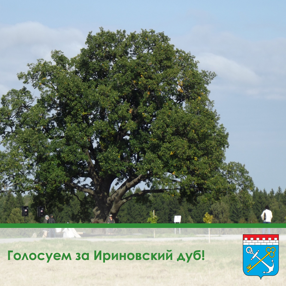 Ириновский дуб борется за звание «Российское дерево года 2021»