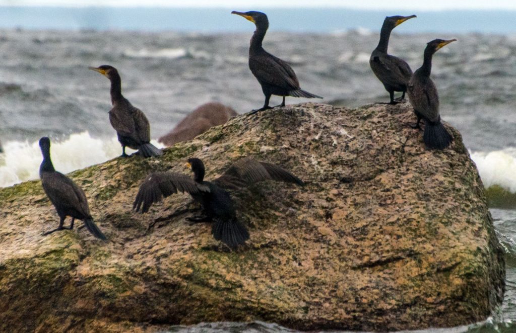 Здесь живут птицы: какие пернатые обосновались на полуострове Киперорт - часть 1