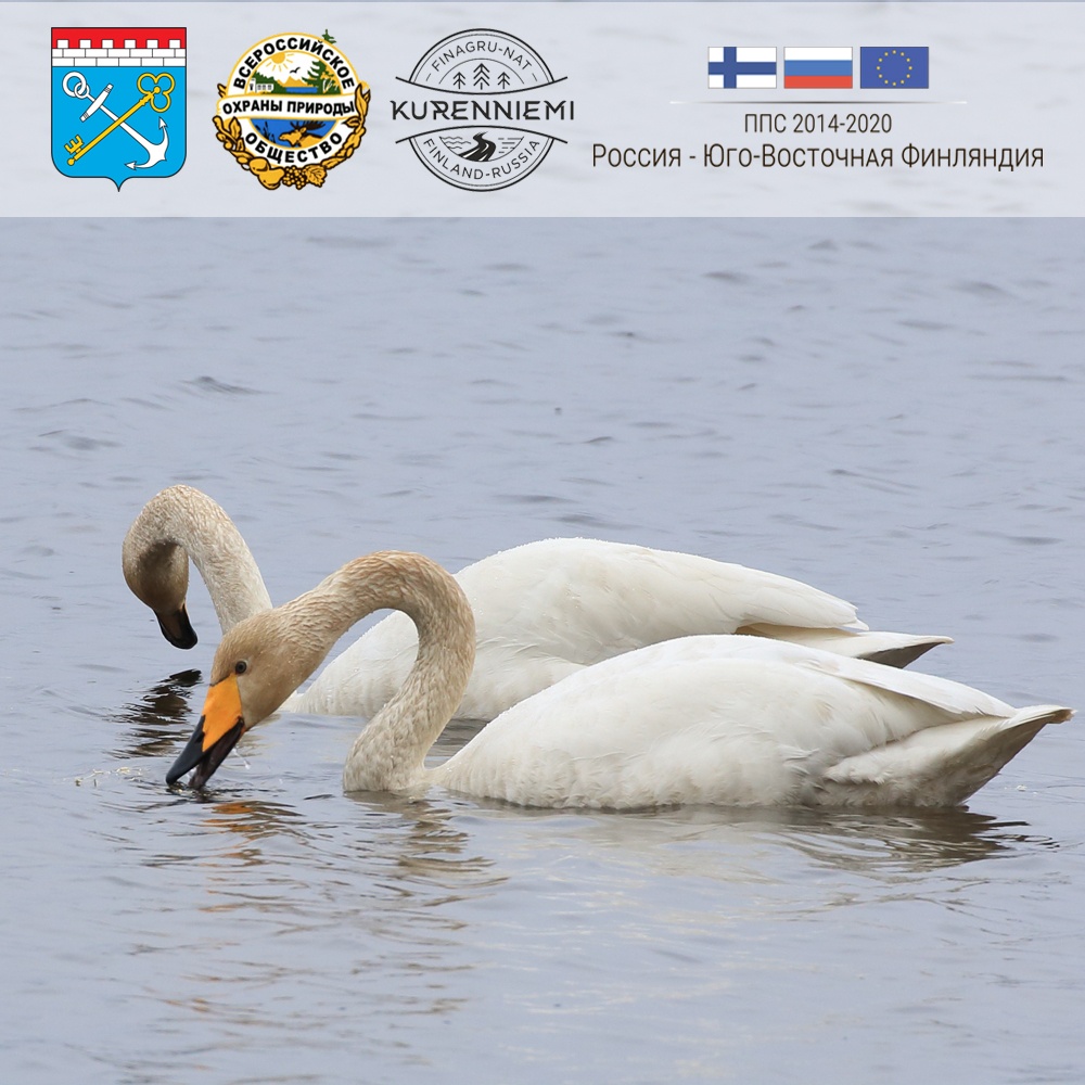 26 мая состоится международная конференция «Кюренниеми - культурная ценность России и Финляндии»