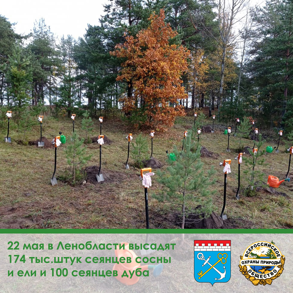 Всероссийский день посадки леса пройдет 22 мая в Ленобласти