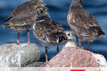 Здесь живут птицы: какие пернатые обосновались на полуострове Киперорт - часть 1