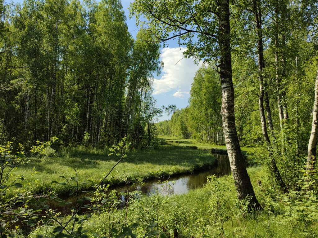 В природном заказнике «Гряда Вярямянселькя» откроют живописный экологический маршрут