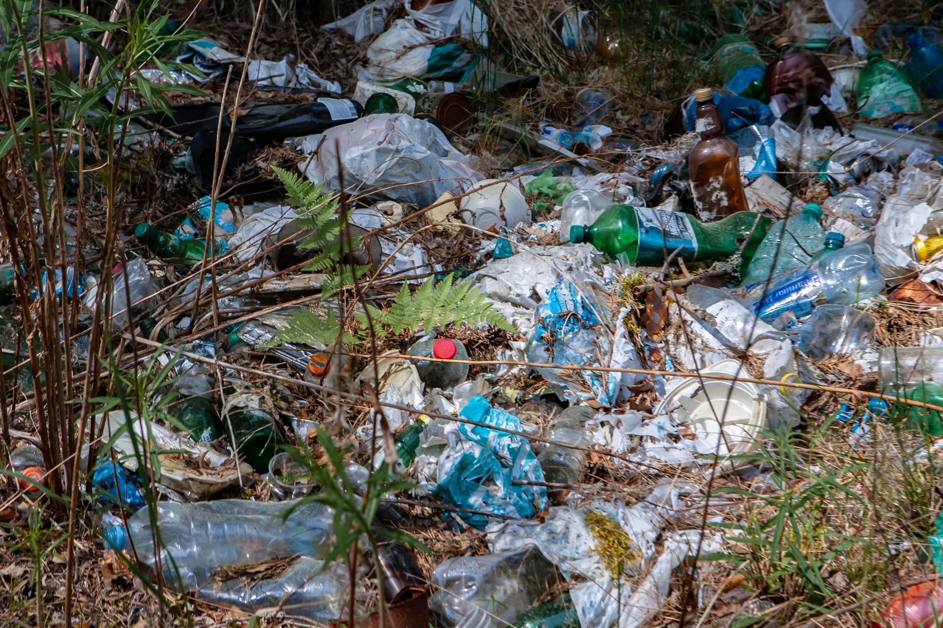 150 волонтеров и 5 тонн мусора: ВООП провело масштабную уборку на берегу Ладожского озера