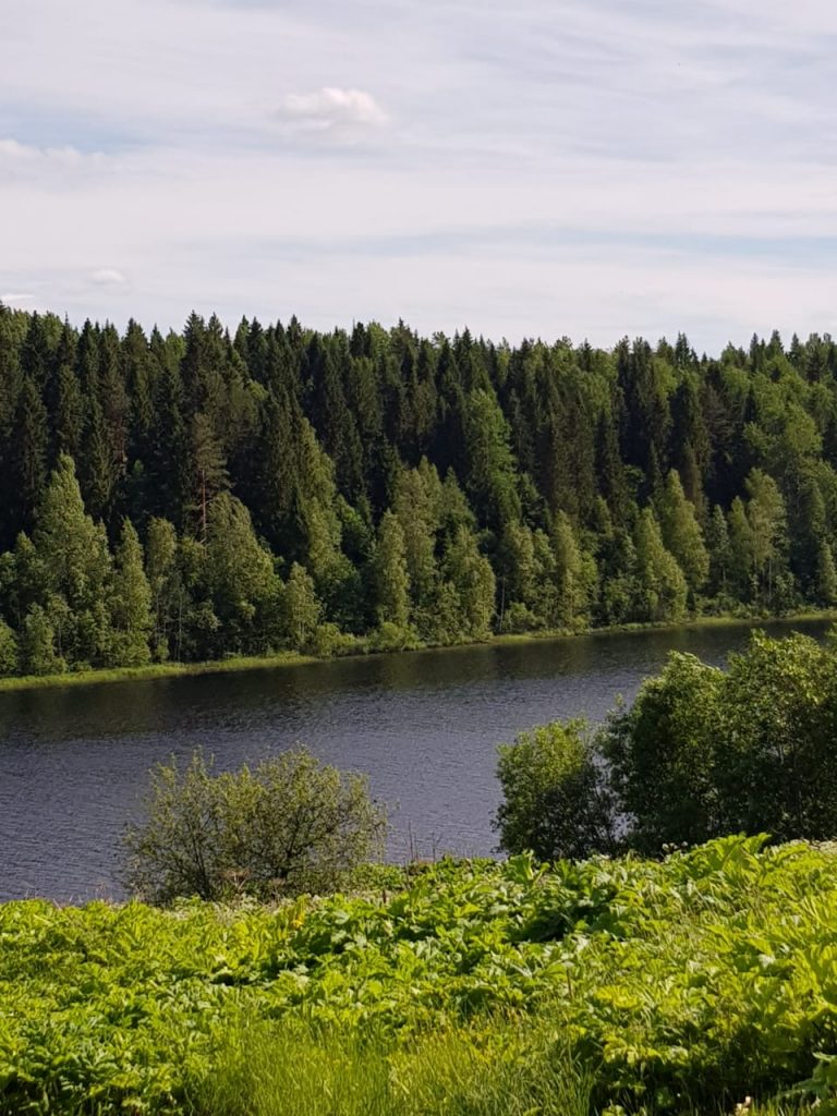 В Вепсском лесу по берегам Капшозеро откроют живописные маршруты длиной 11 км