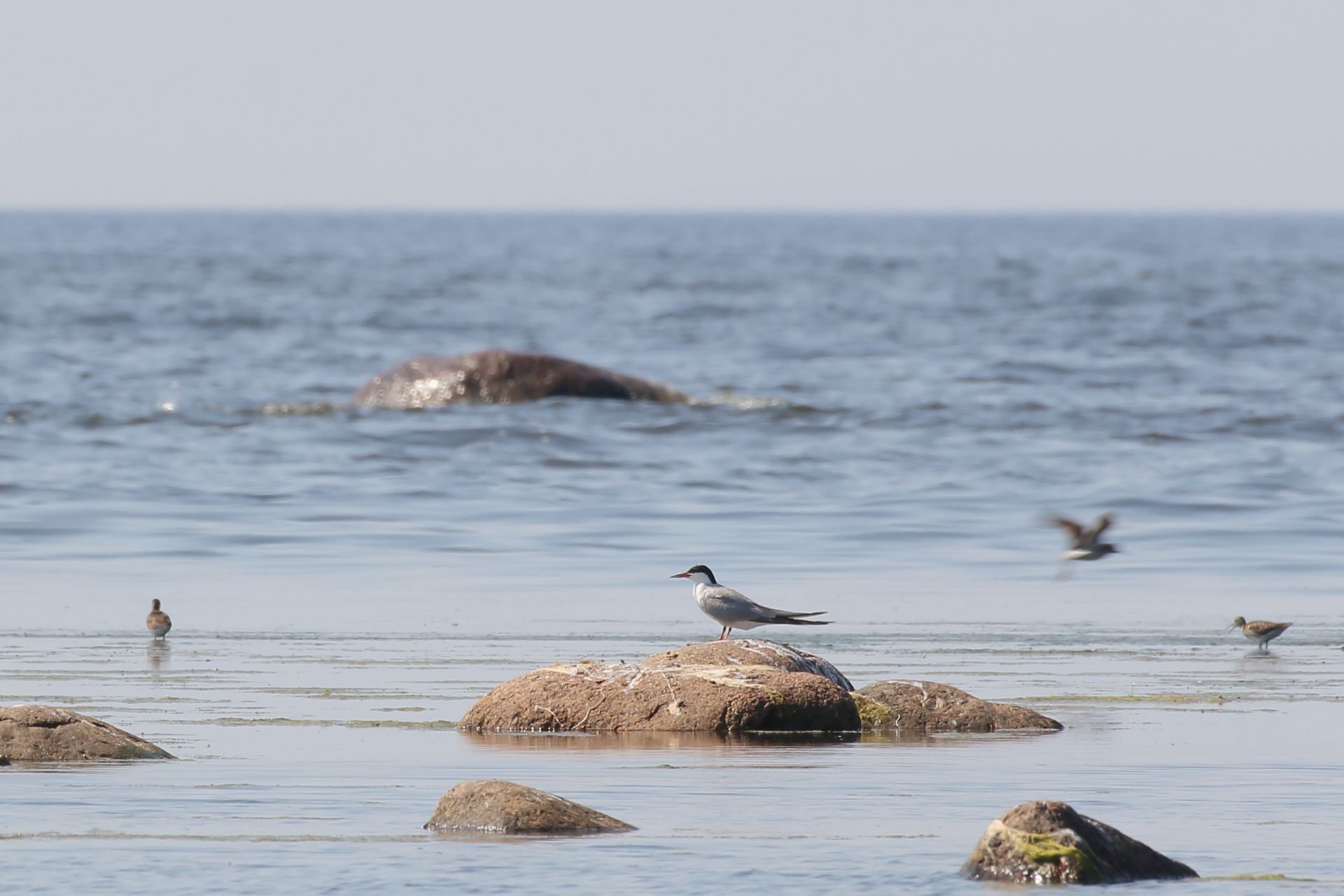 Птицы финского залива Ленинградской