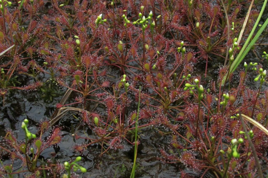 На мысе Кюренниеми обнаружены два редких болотных вида сосудистых растений