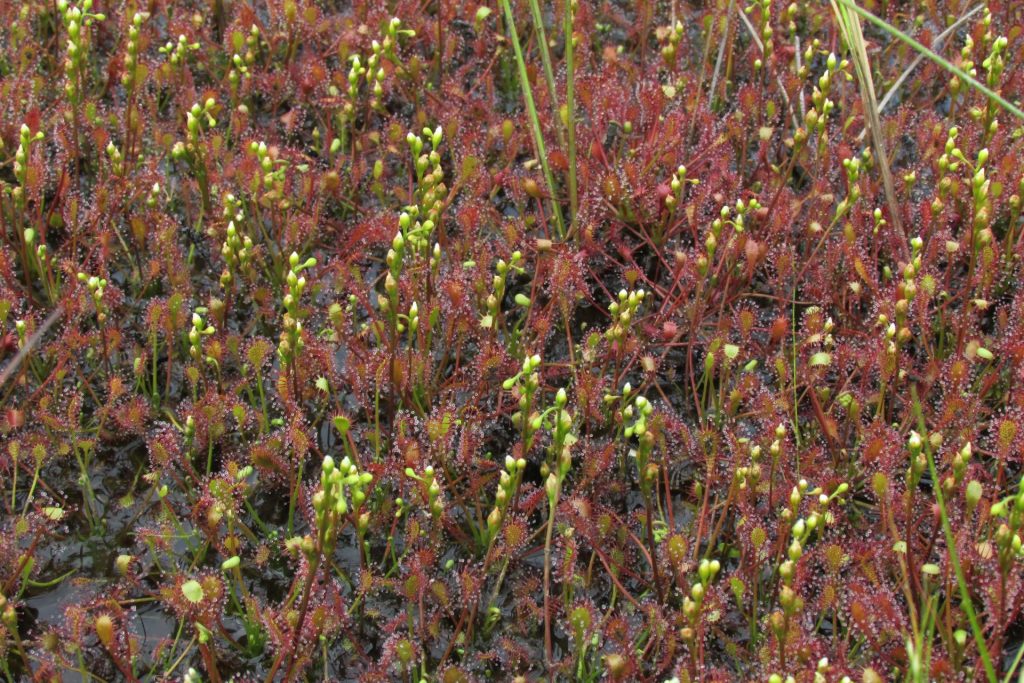 На мысе Кюренниеми обнаружены два редких болотных вида сосудистых растений