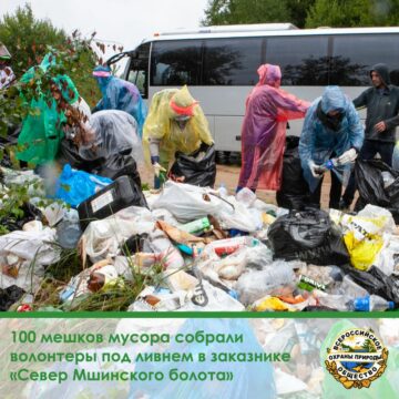 100 мешков мусора собрали волонтеры под ливнем в заказнике «Север Мшинского болота»
