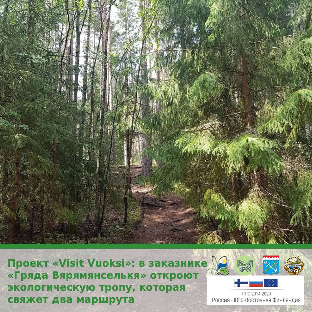 Проект «Visit Vuoksi»: в заказнике «Гряда Вярямянселькя» откроют экологическую тропу, которая свяжет два маршрута