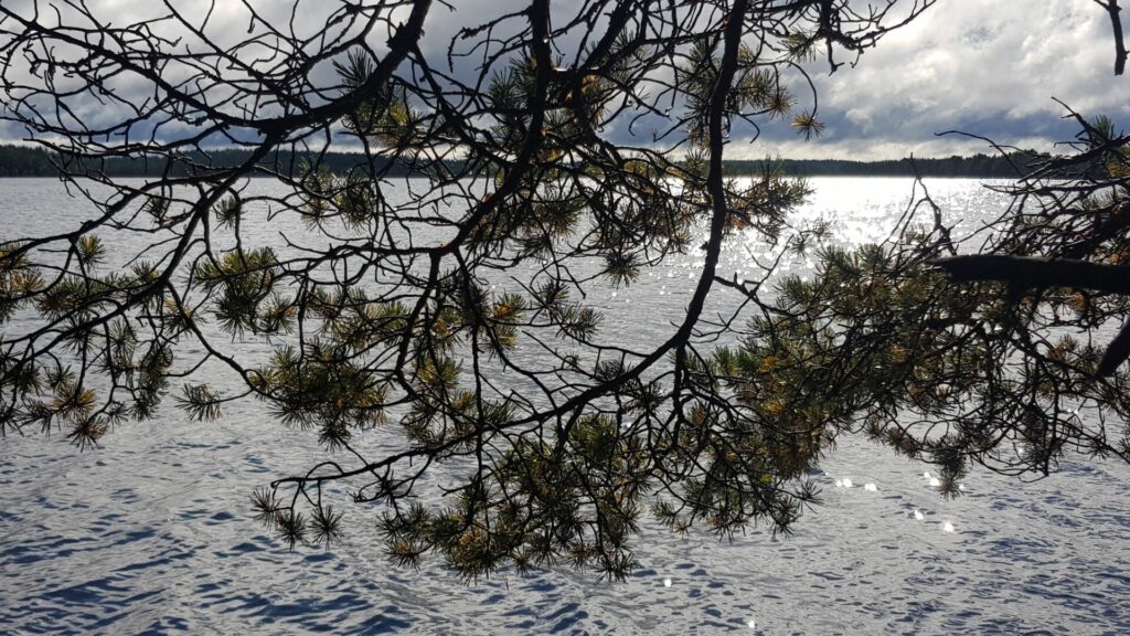 Ковер из мха и озера от ледника: в заказнике «Болото Озерное» откроют экологический маршрут