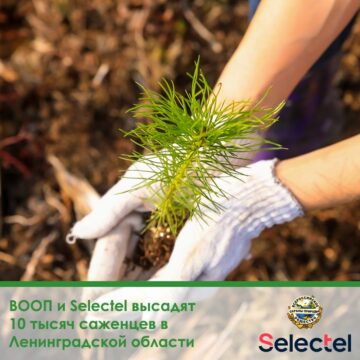ВООП и Selectel высадят  10 тысяч саженцев в  Ленинградской области