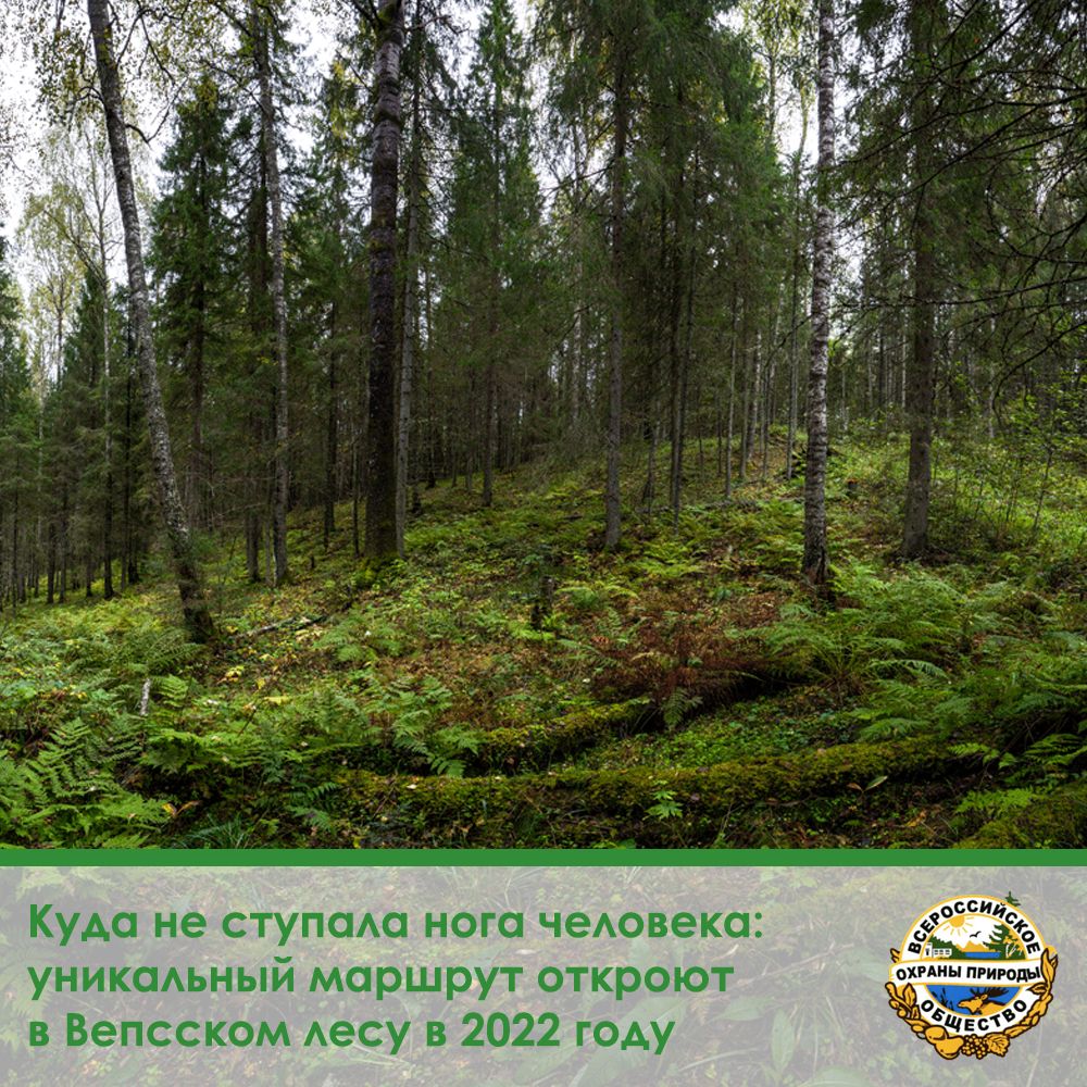 Куда не ступала нога человека: уникальный маршрут откроют в Вепсском лесу в 2022 году