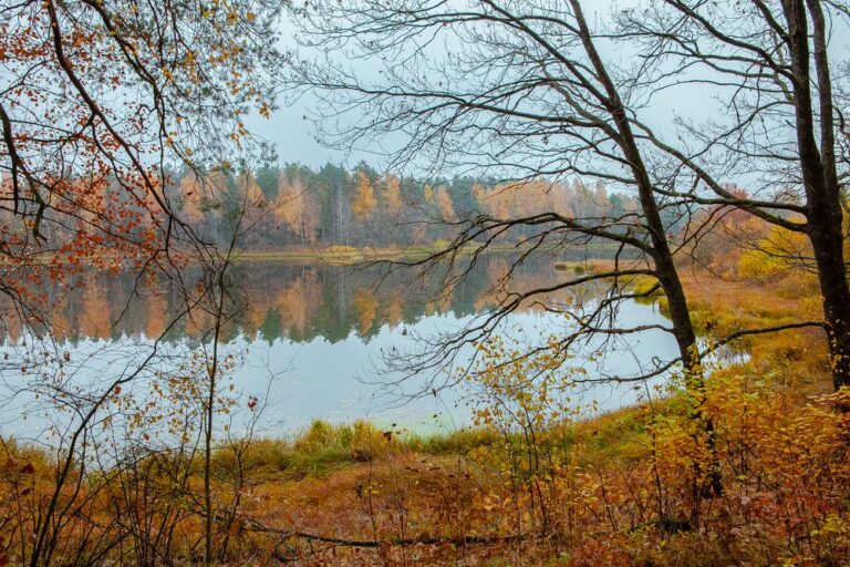 Заказник шалово. Шалово экотропа. Лесные дали Луга экотропа. Шалово перечецкая тропа. Государственный природный заказник Шалово-Перечицкий.