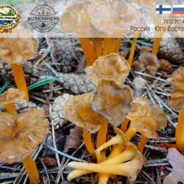 Какие редкие виды грибов растут на планируемой к созданию ООПТ «Кюрённиеми»?