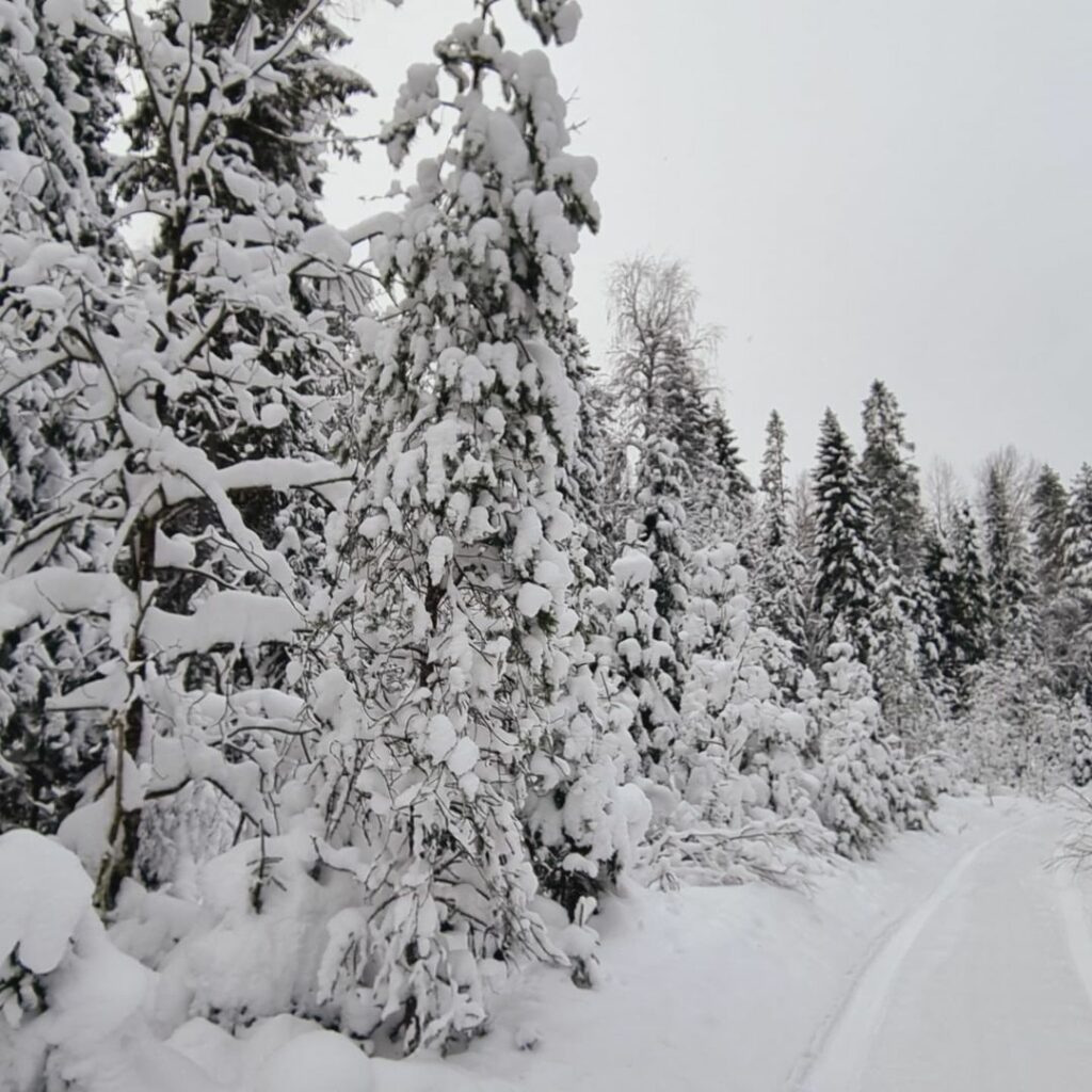 Зимняя сказка в Природном парке «Вепсский лес»