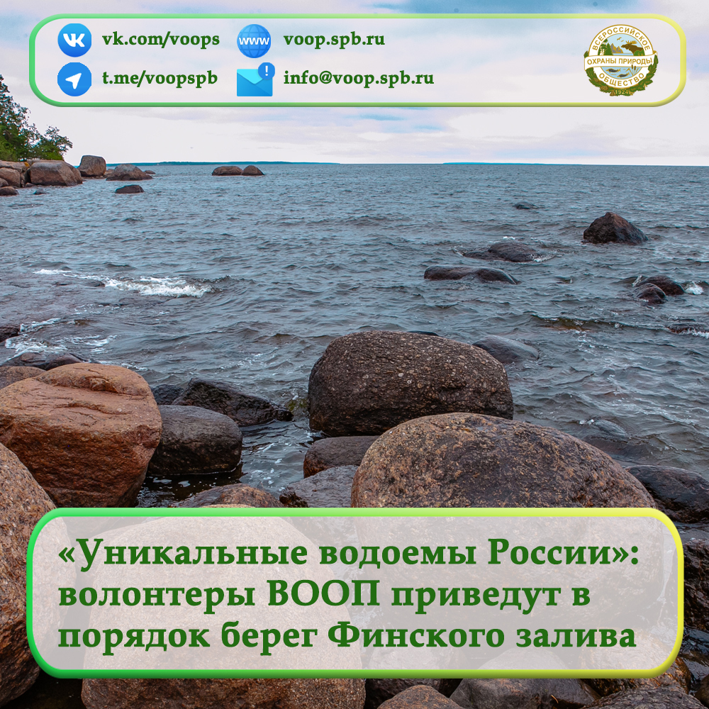 «Уникальные водоемы России»: волонтеры ВООП приведут в порядок участок берега Финского залива