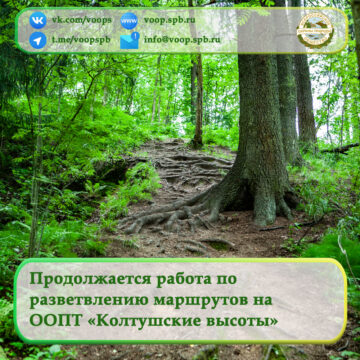 Продолжается работа по разветвлению маршрутов на территории памятника природы «Колтушские высоты»