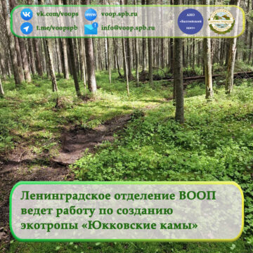 Ленинградское отделение ВООП ведет работу по созданию экотропы «Юкковские камы»