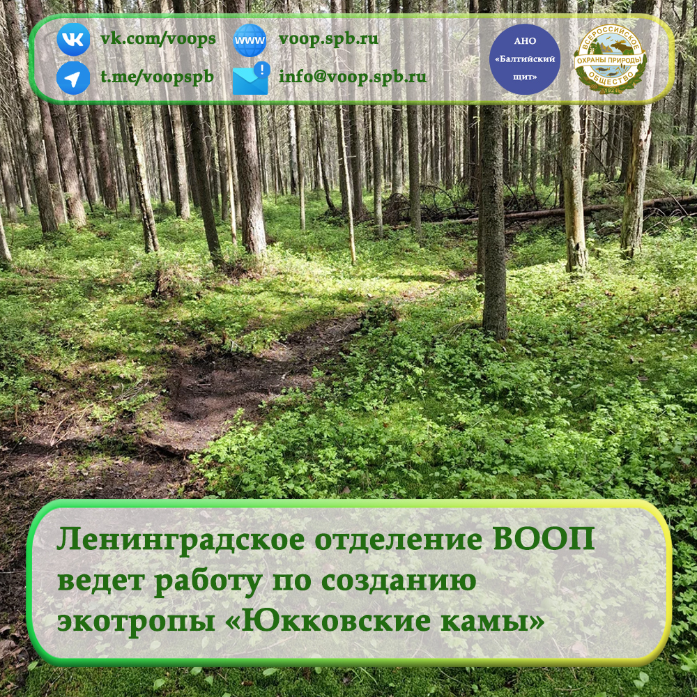 Ленинградское отделение ВООП ведет работу по созданию экотропы «Юкковские  камы»