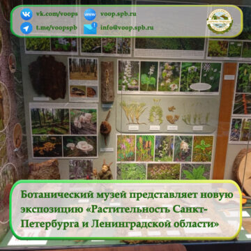 Ботанический музей представляет новую  экспозицию «Растительность Санкт-Петербурга и Ленинградской области»