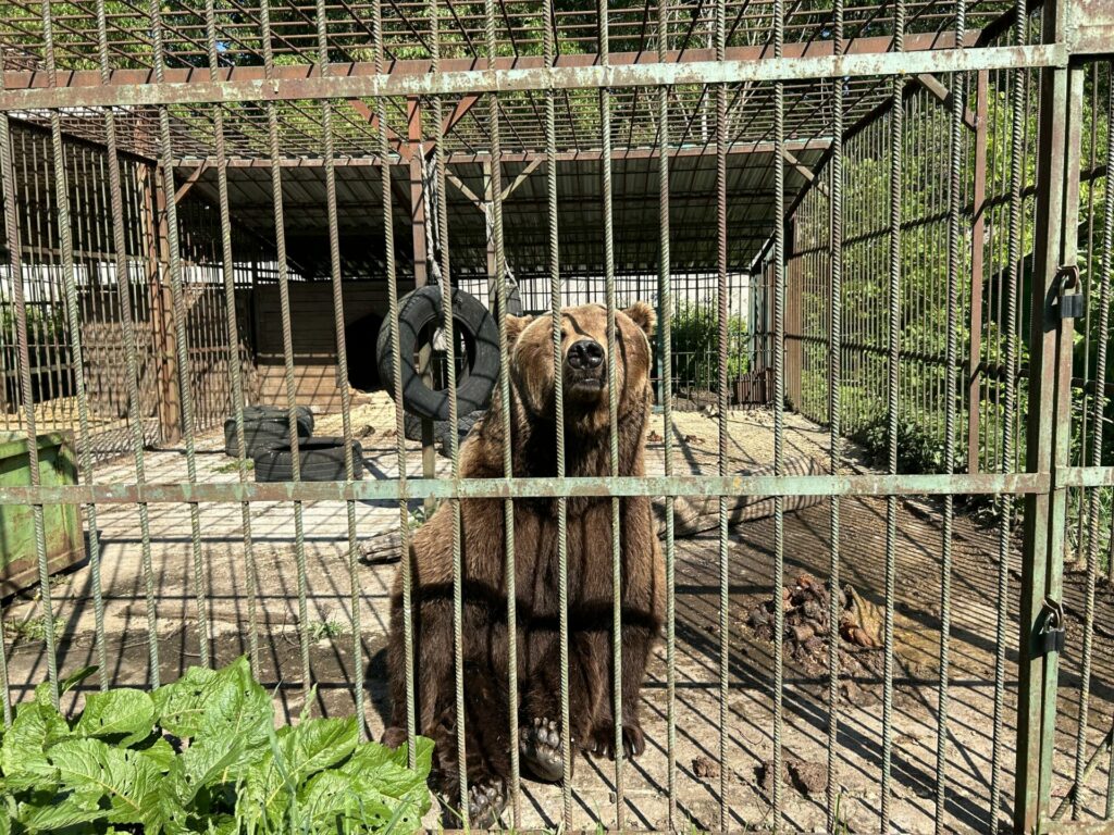 «74 экологические активности для 47 региона»: для подопечных «Велеса» передано 30 кг фруктов и около 1 тонны веточного корма