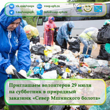 Приглашаем 29 июля на субботник в природный заказник «Север Мшинского болота»