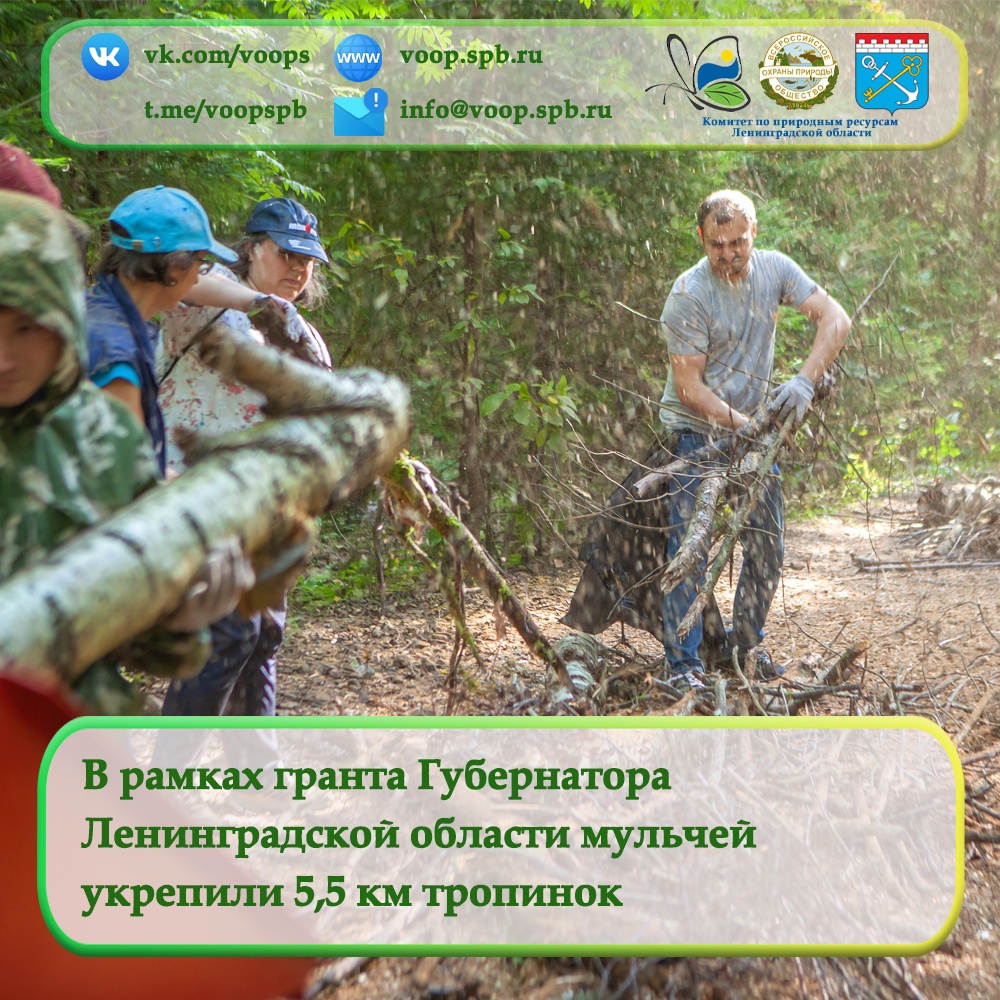 В рамках гранта Губернатора Ленинградской области мульчей укрепили 5,5 км троп
