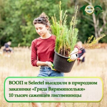 ВООП и Selectel высадили в природном заказнике «Гряда Вярямянселькя» 10 тысяч саженцев