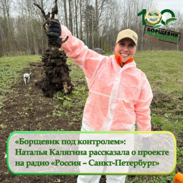 «Через призму экологии»: борщевик Сосновского