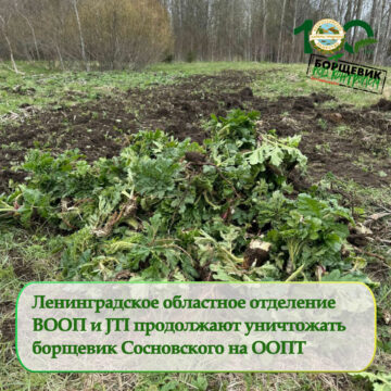 ВООП и JTI продолжают уничтожать борщевик