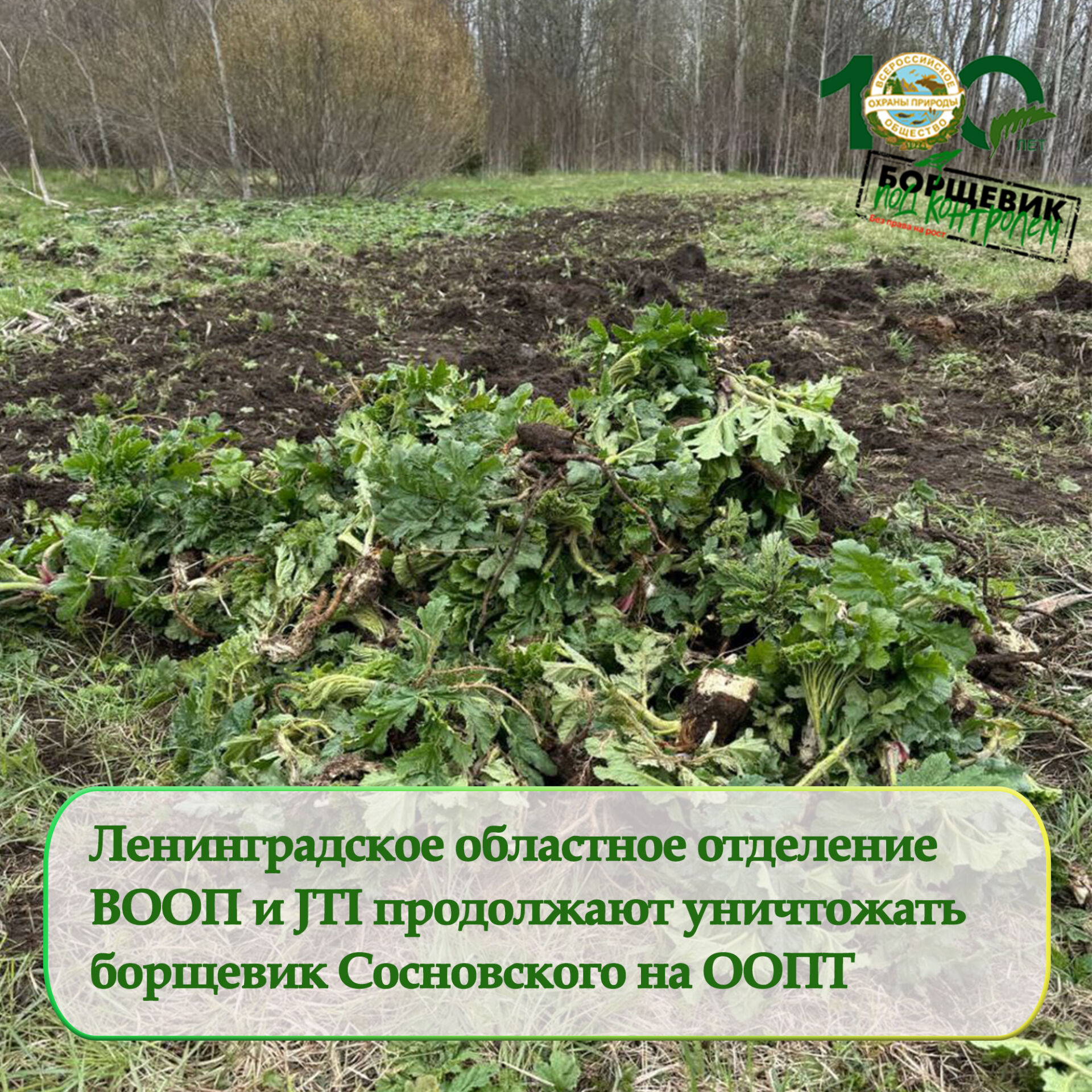 ВООП и JTI продолжают уничтожать борщевик ВООП и JTI продолжают уничтожать борщевик