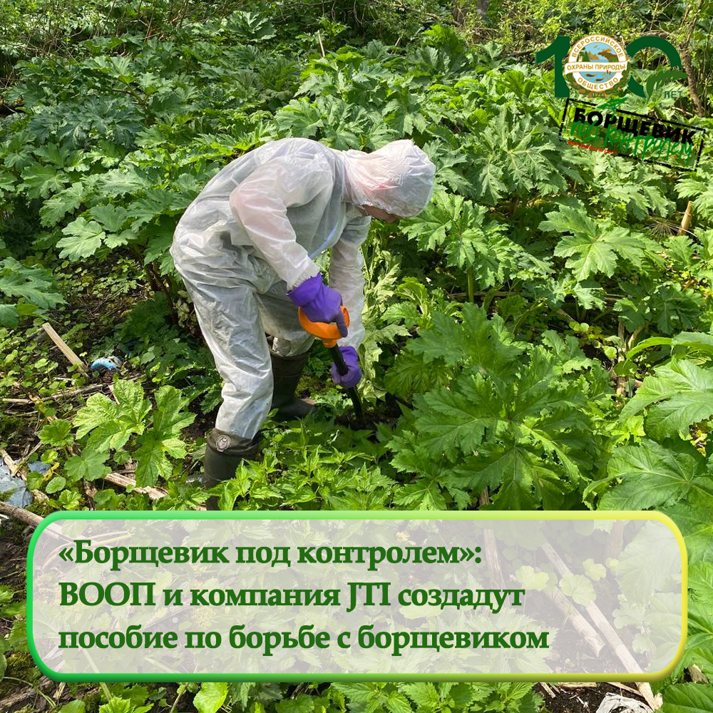 ВООП и JTI приступили к созданию брошюры по борьбе с борщевиком Сосновского ВООП и JTI приступили к созданию брошюры по борьбе с борщевиком Сосновского