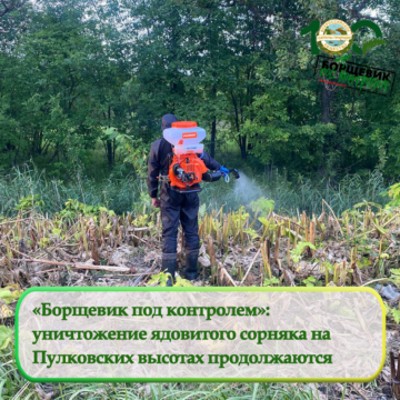 Специалисты проводят третий этап покоса борщевика Сосновского
