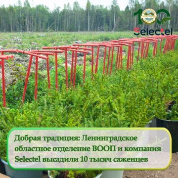 ВООП и Selectel высадили 10 тысяч саженцев лиственницы сибирской