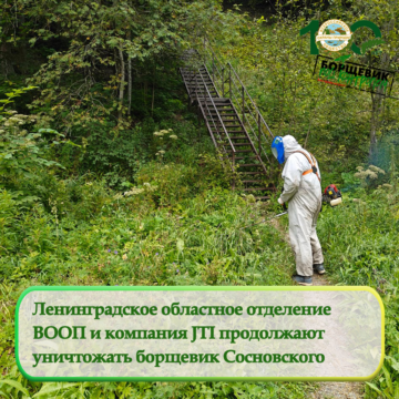 Ленинградское областное отделение ВООП и компания JTI продолжают уничтожать борщевик Сосновского