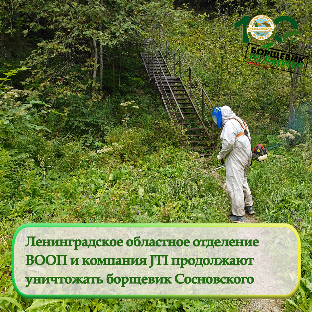 Ленинградское областное отделение ВООП и компания JTI продолжают уничтожать борщевик Сосновского Ленинградское областное отделение ВООП и компания JTI продолжают уничтожать борщевик Сосновского