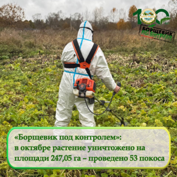 В октябре был уничтожен борщевик Сосновного на площади 247,05 га