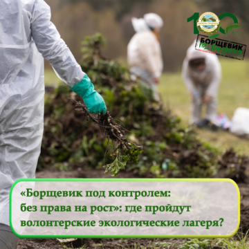 «Борщевик под контролем»: где пройдут волонтерские лагеря?