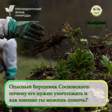 Почему борьба с борщевиком так важна?