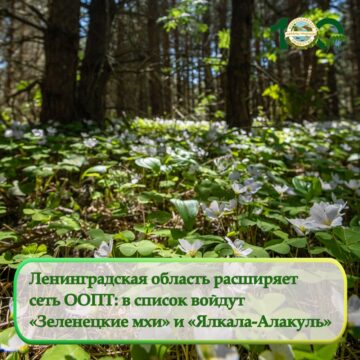 В Ленинградской области появятся четыре новые ООПТ