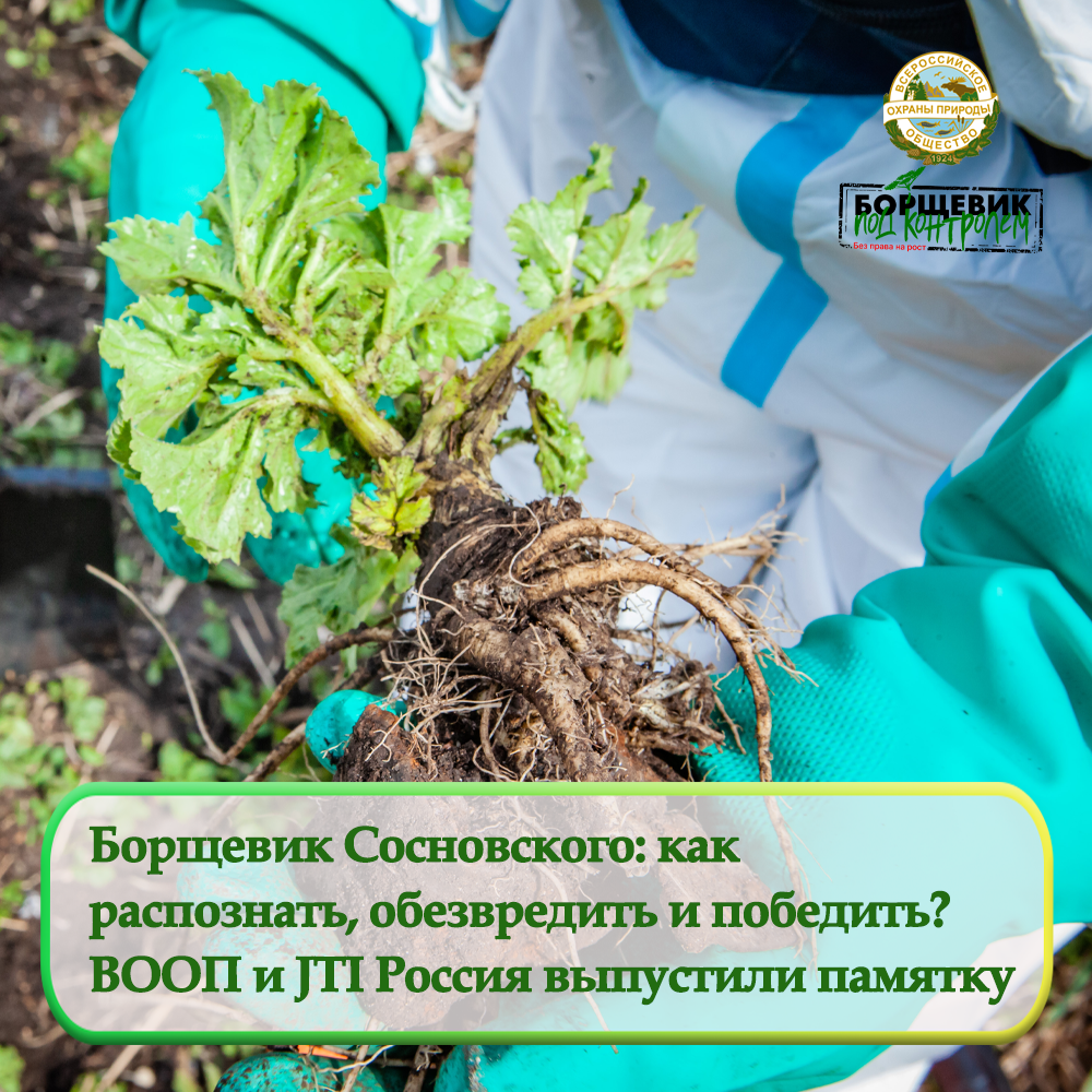 Руководство по борьбе с борщевиком Сосновского