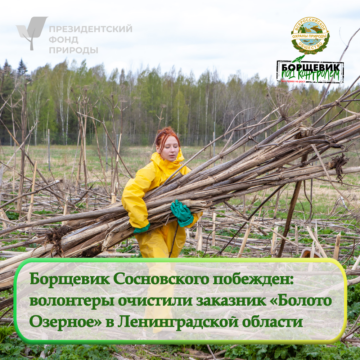 Волонтеры очистили от борщевика Сосновского заказник «Болото Озерное»