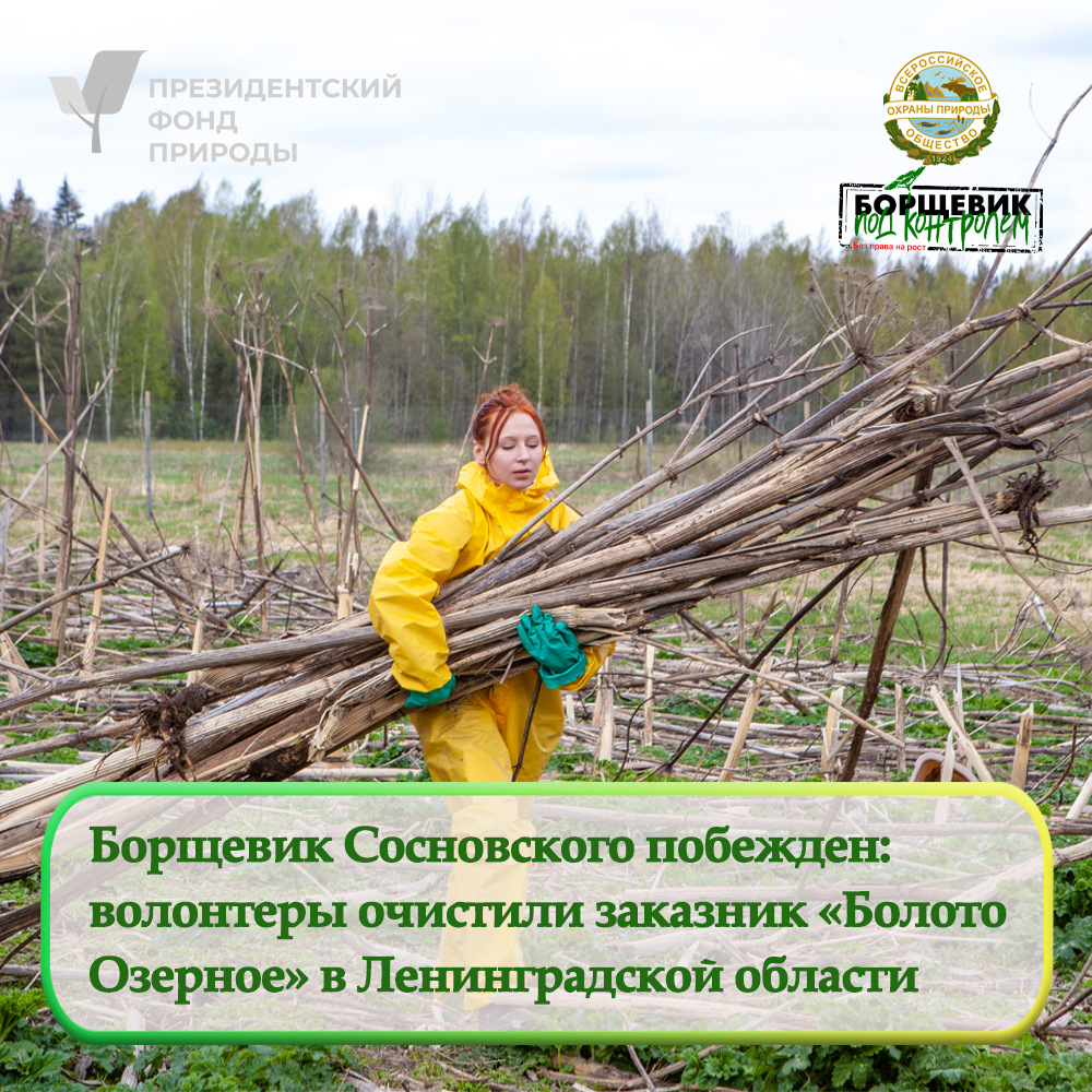 Волонтеры очистили от борщевика Сосновского заказник «Болото Озерное»