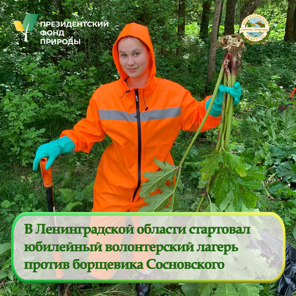 Пятый юбилейный волонтерский лагерь против борщевика Сосновского стартовал в Ленинградской области