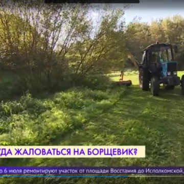 Наталья Калягина ответила на важные вопросы о борщевике Сосновского