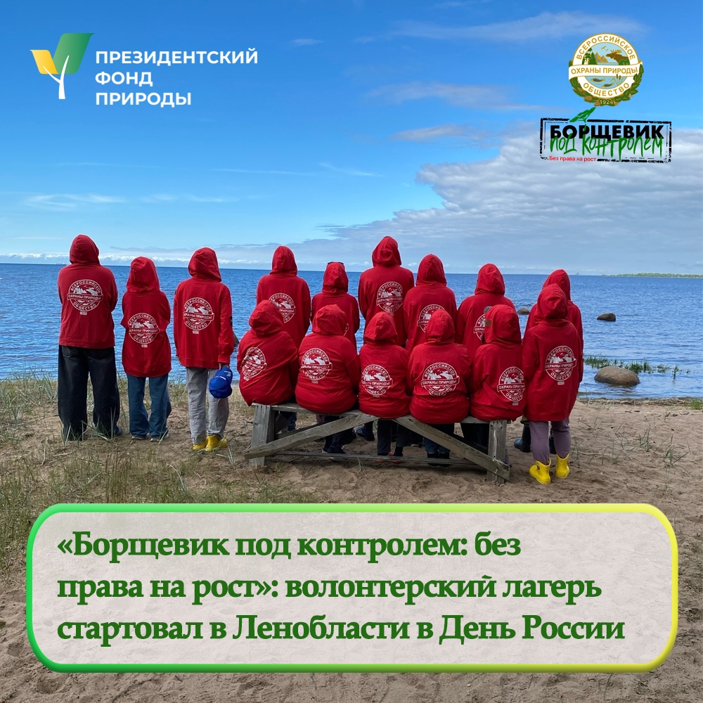 В заказнике «Котельский» открылся шестой волонтерский лагерь по борьбе с борщевиком Сосновского