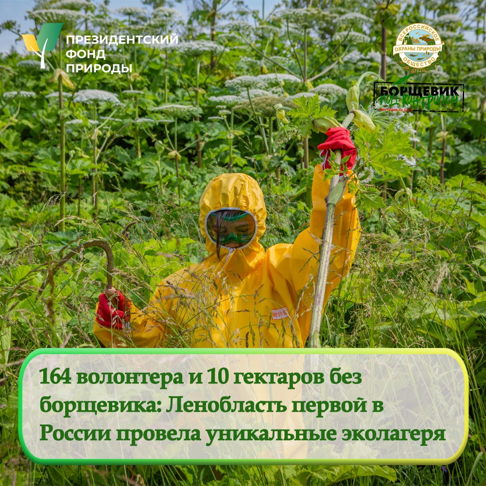 164 волонтера и 10 гектаров без  борщевика: Ленобласть первой в  России провела уникальные эколагеря