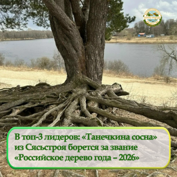 В топ-3 лидеров: «Танечкина сосна»  из Сясьстроя борется за звание  «Российское дерево года – 2026»