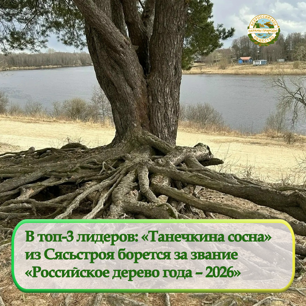 В топ-3 лидеров: «Танечкина сосна»  из Сясьстроя борется за звание  «Российское дерево года – 2026»